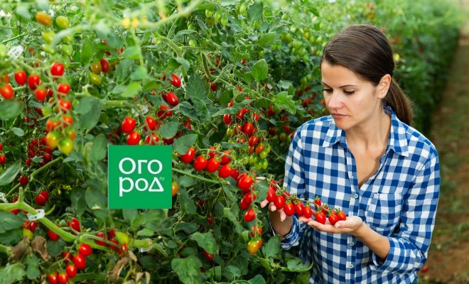 Томаты черри: лучшие сорта – Agro-Market24